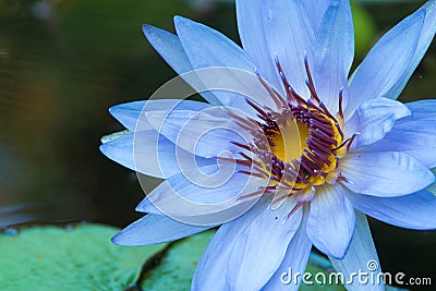 Blue water lily at longwood gardens Stock Photo