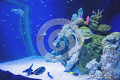 Blue water in Marine aquarium with fishes and corals Stock Photo