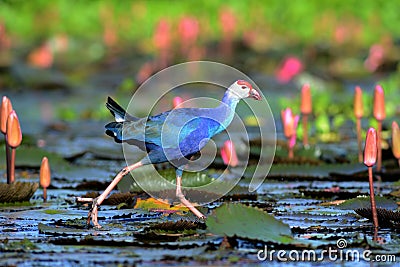 Blue waterfowl walking among pink lotus Stock Photo