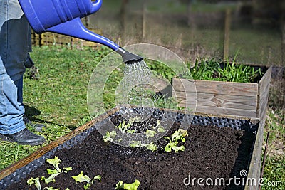 Blue watering can pours water on young lettuce plants in a wooden raised bed, vegetable cultivation in a rural country garden Stock Photo