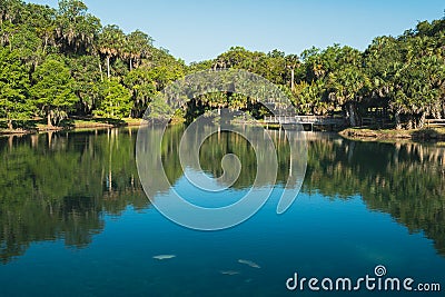 Blue waters of gemini springs in DeBary, Florida Stock Photo
