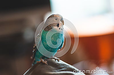 A blue wavy beautiful parrot looks suspiciously into the camera lens Stock Photo