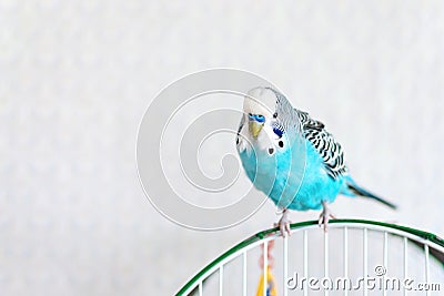 Blue wavy budgie sitting on the cage on light background. One Cute colorful budgie in cage, indoors Stock Photo