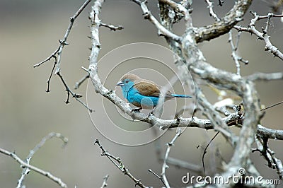 Blue Waxbill Stock Photo