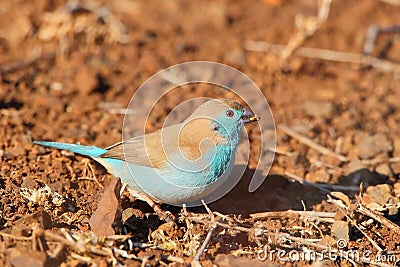 Blue Waxbill Stock Photo