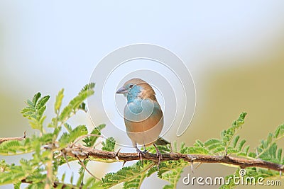 Blue Waxbill - African Wild Bird Background - Posing Blue Stock Photo