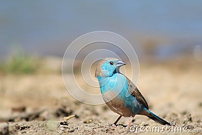 Blue Waxbill - Astonishing Beauty from Africa Stock Photo