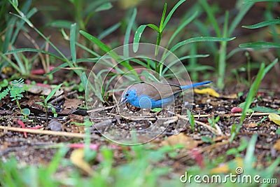 Blue waxbill Stock Photo