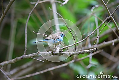 Blue waxbill Stock Photo