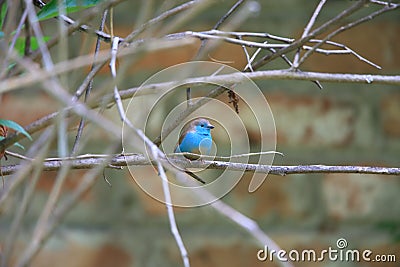 Blue waxbill Stock Photo