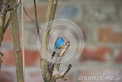 Blue waxbill Stock Photo