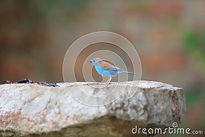 Blue waxbill Stock Photo