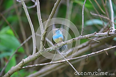 Blue waxbill Stock Photo