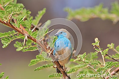 Blue Waxbill - Wild Bird Background from Africa - Beautiful Blues Stock Photo