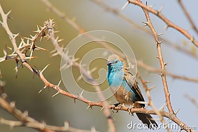 Blue Waxbill - Wild Bird Background Beauty from Africa Stock Photo