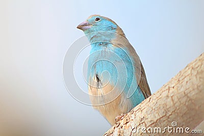 Blue Waxbill - Wild Birds from Africa Stock Photo