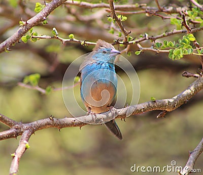 Blue Waxbill - Wind in Feathers Stock Photo