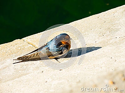 Blue Welcome swallow bird alone cute color little bird. Stock Photo