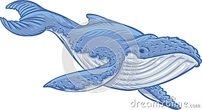 Blue whale Vector Illustration