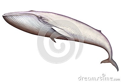 Blue whale albino great illustration isolate art realistic. Cartoon Illustration