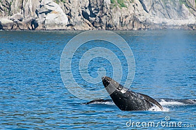 Blue whale Stock Photo