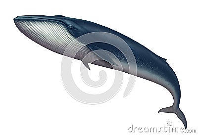 Blue whale great illustration isolate art realistic Cartoon Illustration