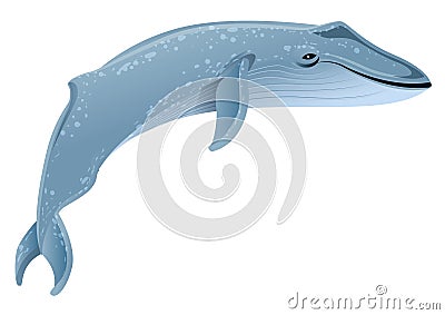 Blue whale marine mammal. Blue whale is largest animal on earth Vector Illustration