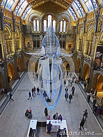 Blue Whale, Museum of natural history, London. United Kingdom of Great Britain. Editorial Stock Photo