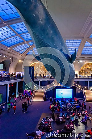 Blue Whale at Museum of Natural History, New York City with People lying down underneath Editorial Stock Photo