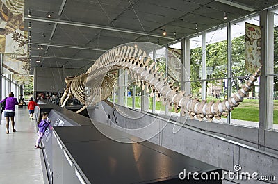 Blue Whale skeleton in museum Editorial Stock Photo