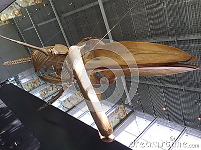 Blue Whale Skeleton, UBC Campus , Vancouver, British Columbia, Canada Editorial Stock Photo