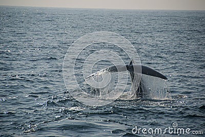 Blue Whale tail Stock Photo
