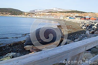 Blue Whale in Trout River Stock Photo