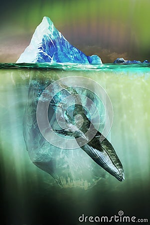 Blue whales in cold waters Stock Photo