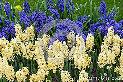 Blue and white common hyacinth flowers, floral background, gardening Stock Photo