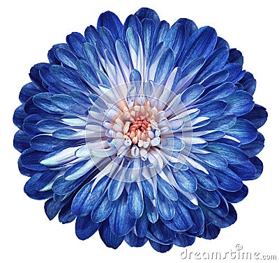 Blue-white flower chrysanthemum, garden flower, white isolated background with clipping path. Closeup. no shadows. centre Stock Photo