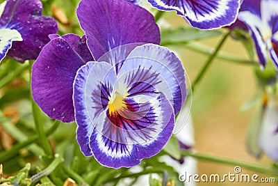 Blue With White Flower Pansies closeup of colorful pansy flower Stock Photo