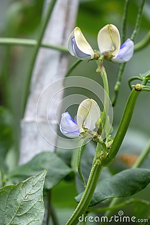 Flower of green long beans Stock Photo