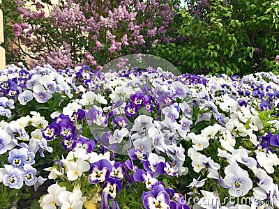 Blue and white flowers Pansy Stock Photo