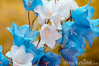 Blue and white harebell flowers Stock Photo