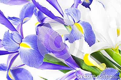 Blue and white iris Stock Photo