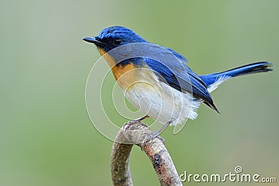 Blue white and orange bird making its feathers fuffly while perching on curve branch, male of Tickell's or Indochinese blue Stock Photo