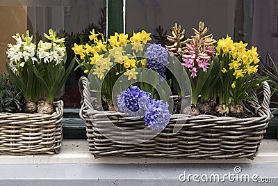 The Blue, white and pink hyacinths with yellow daffodils in wicker baskets adorn the window in Amsterdam in Holland Stock Photo