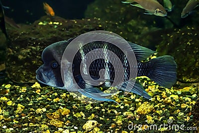 Blue-white striped Cyphotilapia frontosa fish swims underwater. Exotic african fish with a large hump on the forehead in the Stock Photo