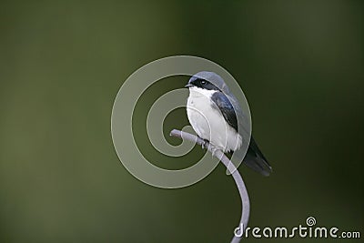 Blue-and-white swallow, Notiochelidon cyanoleuca, Stock Photo