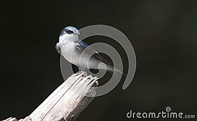 Blue-and-white Swallow, Pygochelidon cyanoleuca Stock Photo