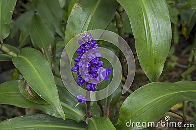 Blue wild flower Stock Photo