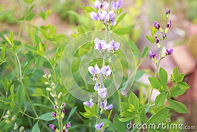 Blue wild Indigo Plant growing tall in the herb garden outdoors Stock Photo