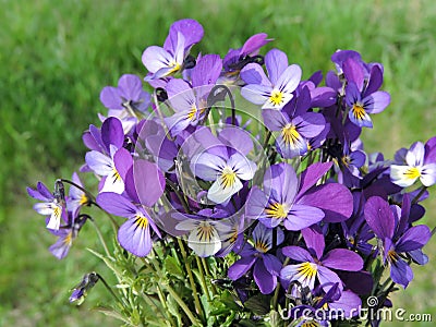 Blue wild pansy Stock Photo