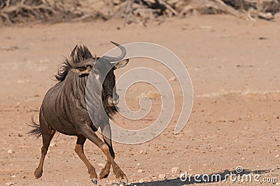 Blue wildebeest Stock Photo